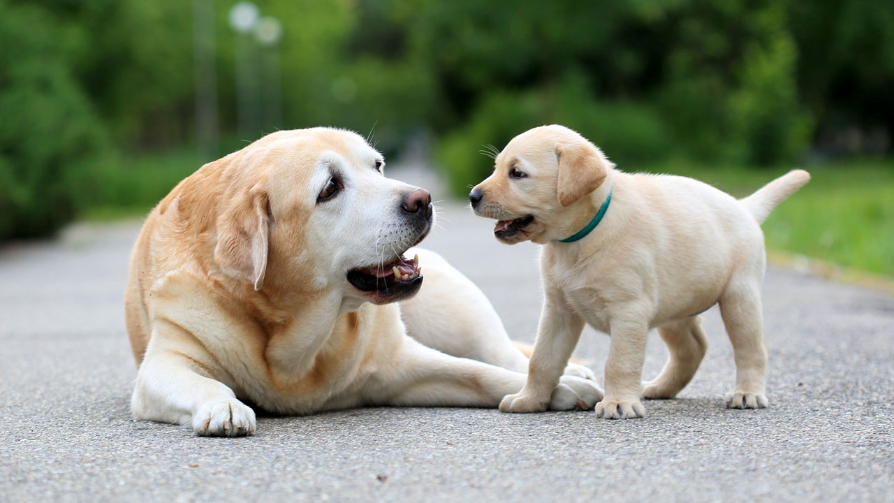 10 Genius Methods to Prepare Your Canines: Professional Pointers for a Properly-Behaved Pooch